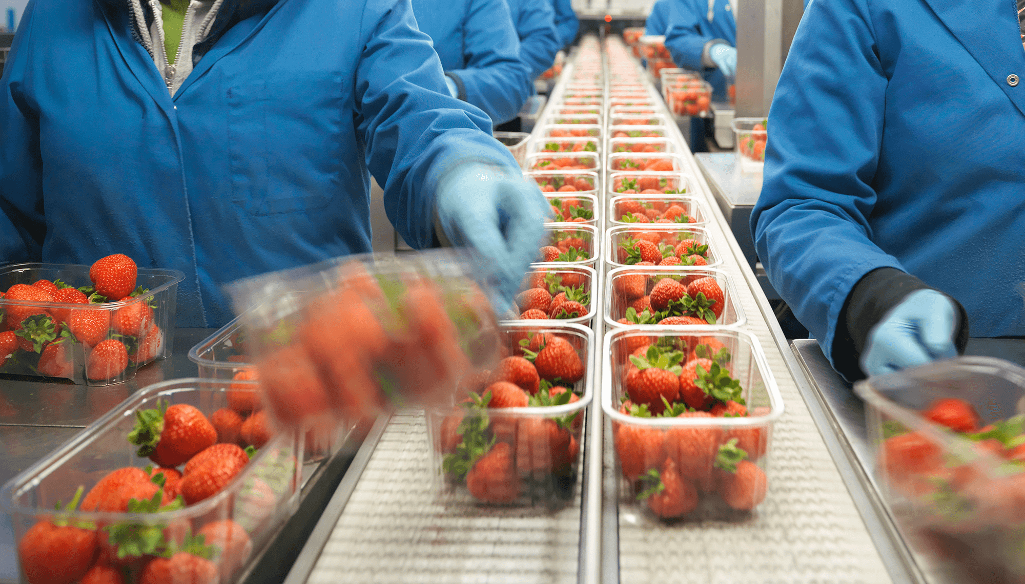 FSSC 24000 strawberry industry