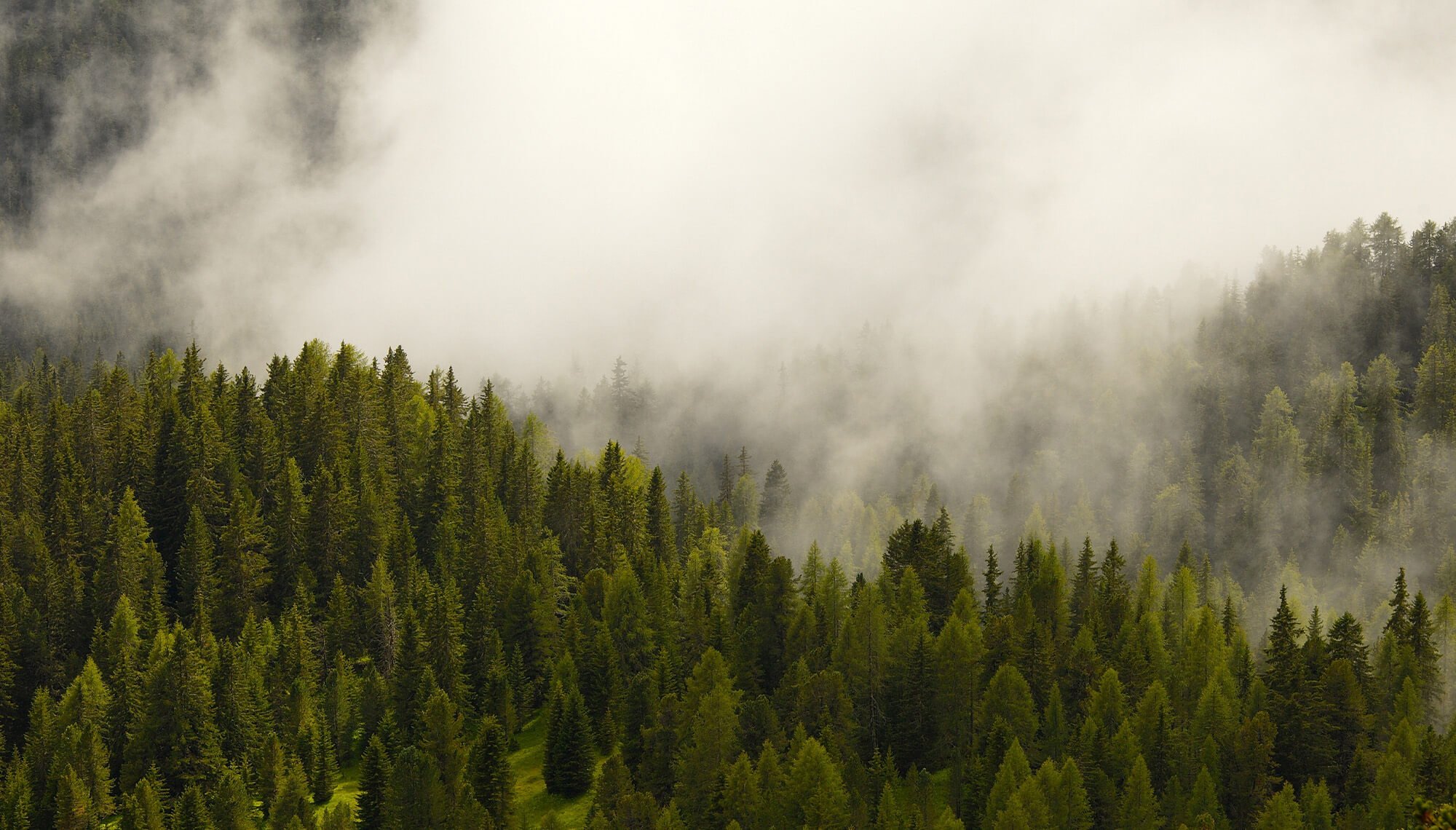 FSC™ and PEFC Certification | Sustainable Forestry
